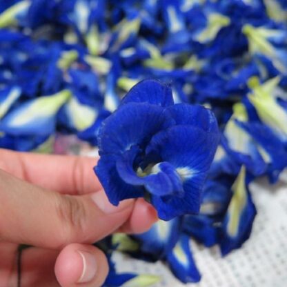 Dried Blue Butterfly Flowers  - Clitoria Ternatea - For Blue Bubble Tea, Cocktails and fun Snacks - Image 4